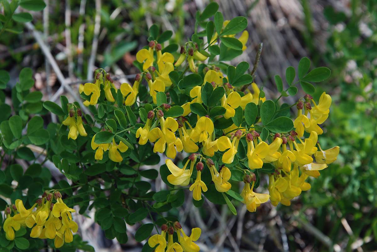 Emerus major (=Coronilla emerus) / Cornetta dondolina